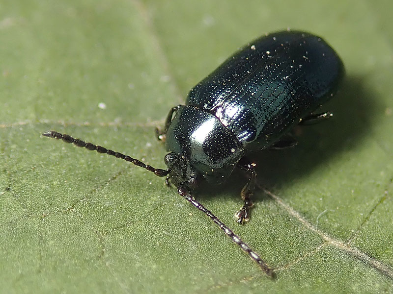 Chrysomelidae: Phaedon armoraciae? No, Phratora laticollis